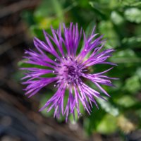 26/04/2025 | Comemorações do 2.º aniversário do Parque Metropolitano da Biodiversidade