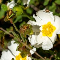 26/04/2025 | Comemorações do 2.º aniversário do Parque Metropolitano da Biodiversidade
