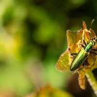 26/04/2025 | Comemorações do 2.º aniversário do Parque Metropolitano da Biodiversidade