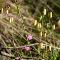 26/04/2025 | Comemorações do 2.º aniversário do Parque Metropolitano da Biodiversidade