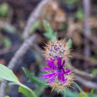 26/04/2025 | Comemorações do 2.º aniversário do Parque Metropolitano da Biodiversidade